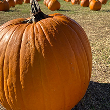 UNT to add agritourism course and project-based learning opportunities