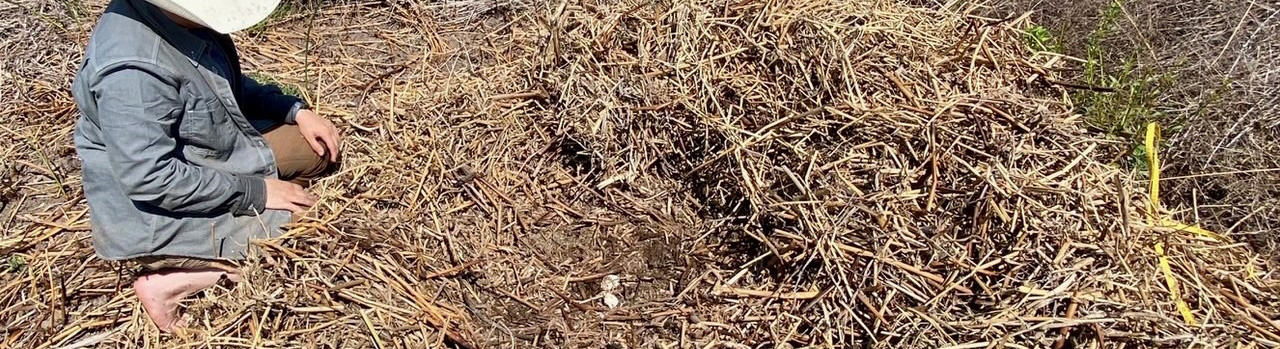 A person kneeling barefoot beside a straw-covered mound outdoors surveying an alligator nests at the Fort Worth Nature Center and Refuge. Top, wide banner photo of a person kneeling barefoot beside a straw-covered mound outdoors surveying an alligator nests at the Fort Worth Nature Center and Refuge.