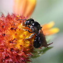 UNT researchers discover native Texas bees' underground needs.