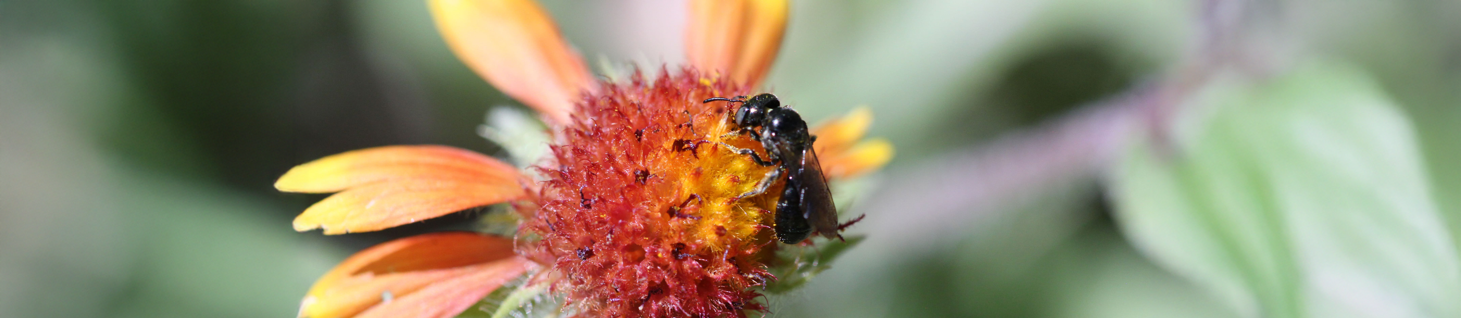 Top horizontal photo banner of a native Texas black bee on top of a colorful flower.