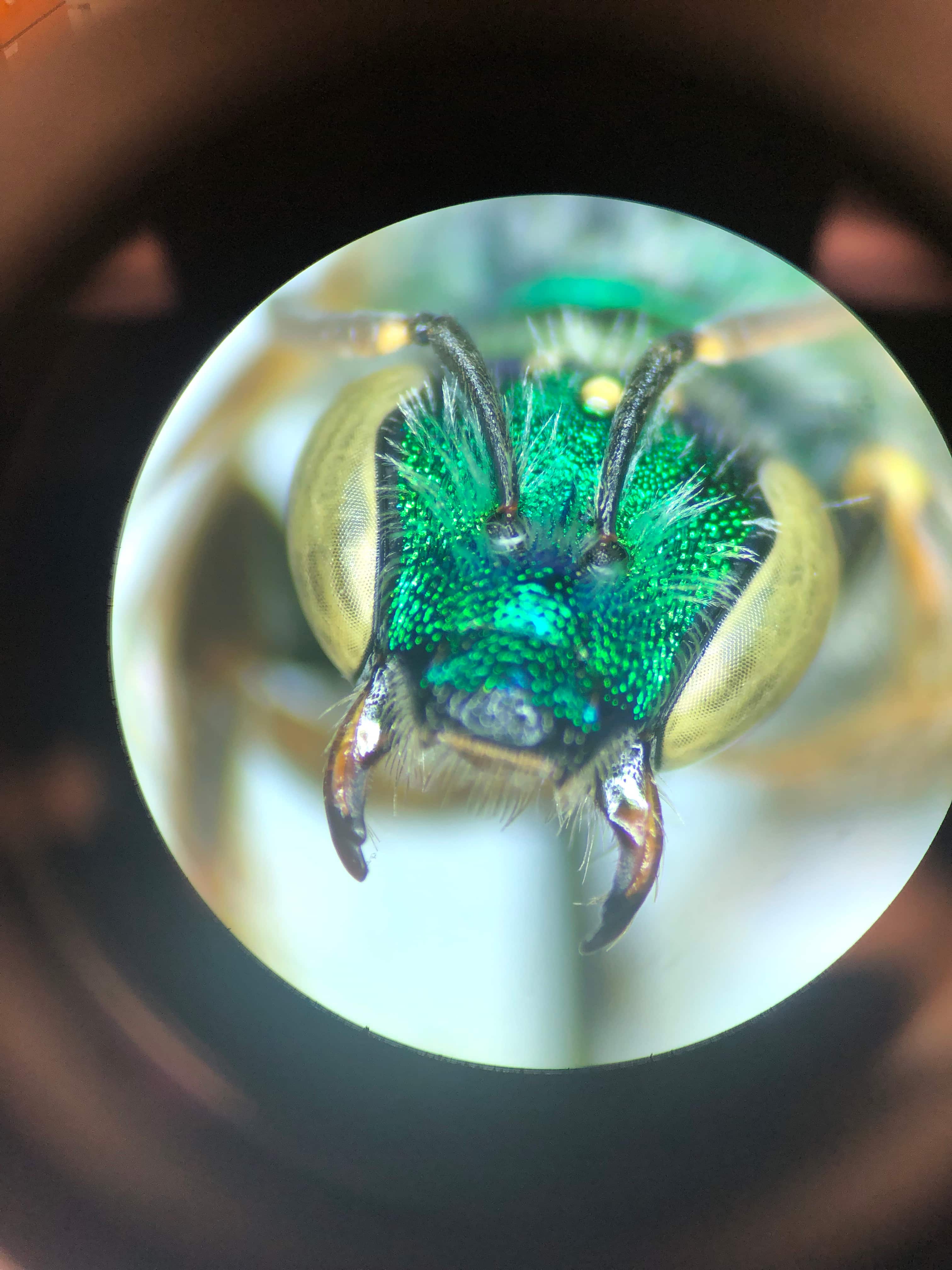 Photo closeup of magnified bee head with mandibles. 