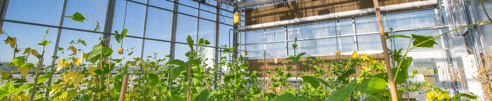 Top horizontal photo banner of the inside of UNT's Discovery Park Campus Greenhouse