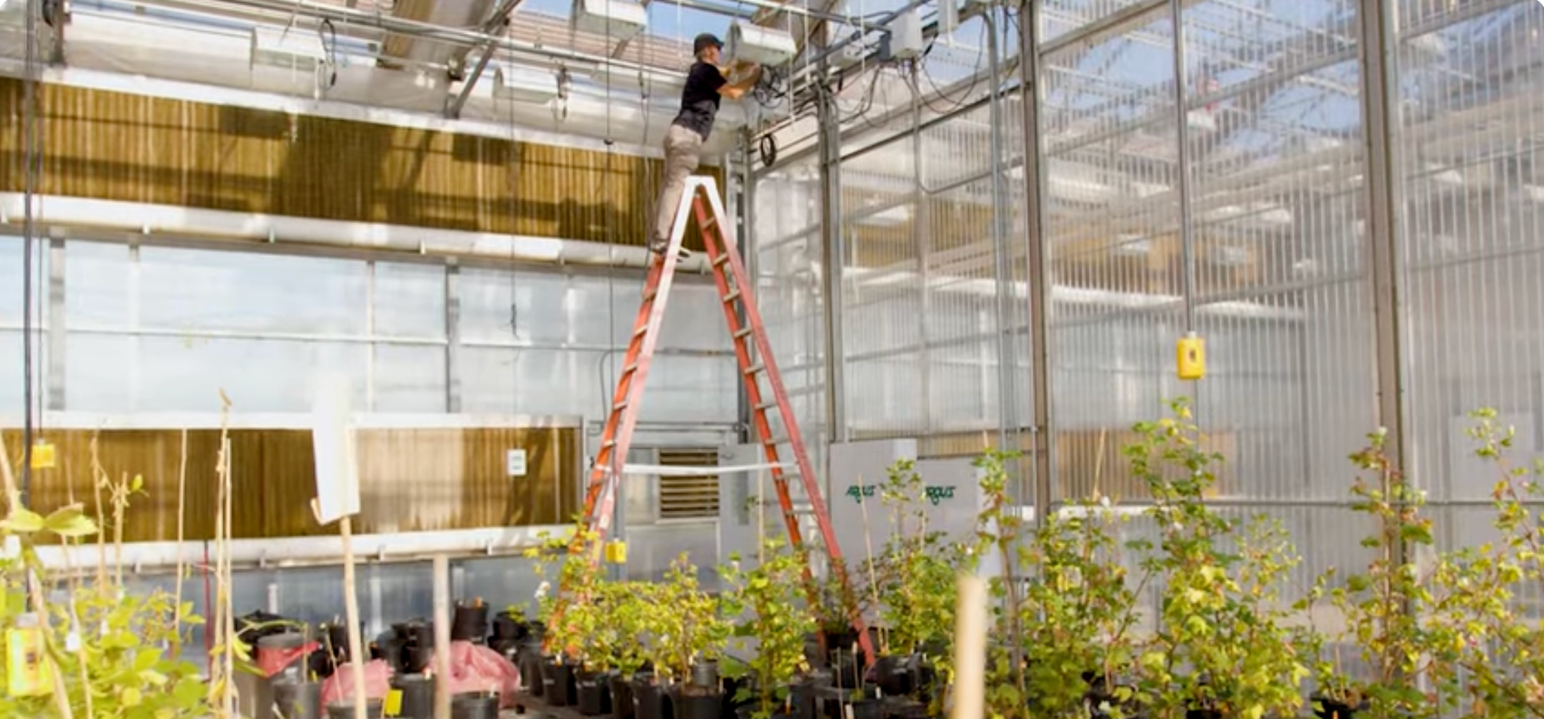 A photo of UNT's John Sullivan working on electrical wiring at the very top of a ladder inside a greenhouse filled with plants.