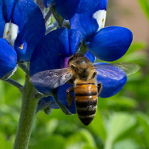 UNT Bee Campus USA