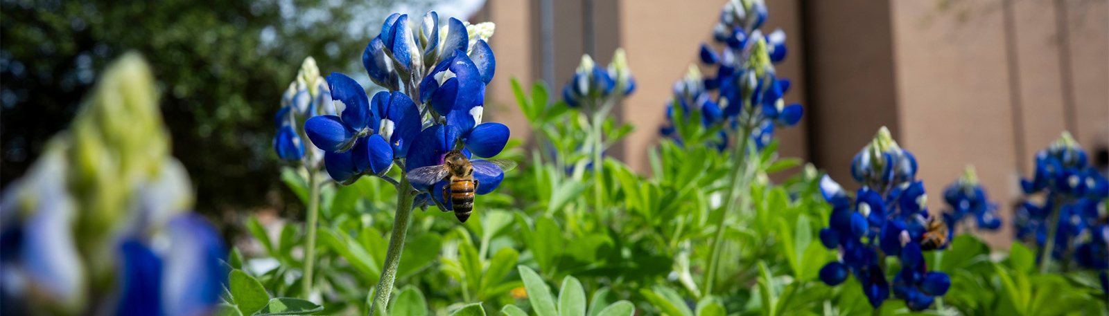 UNT Bee Campus USA