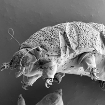 A discovery made by a faculty researcher at UNT is shedding new light on biodiversity