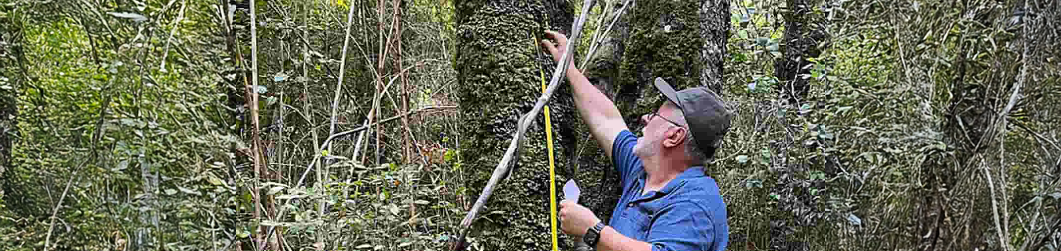 Top horizontal photo banner of UNT's Dr. Jaime Jiménez as he collects tardigrade samples from a tree on Navarino Island, Chile