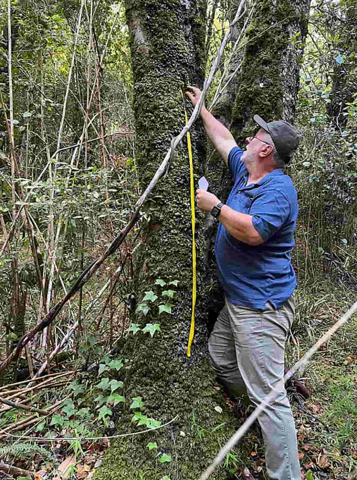 A photo of UNT's Dr. Jaime Jiménez collecting tardigrade samples from a tree on Navarino Island, Chile