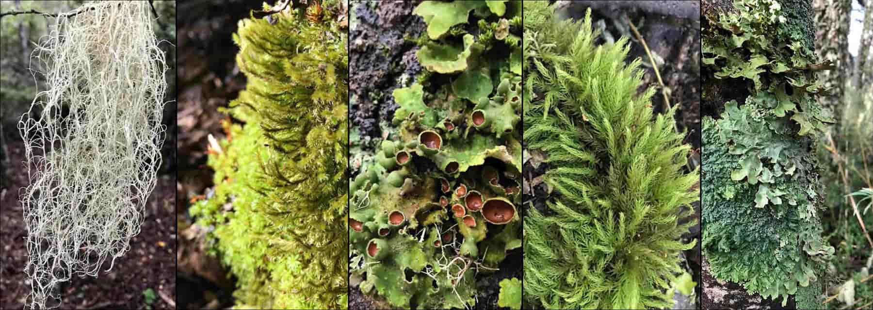 A photo collage of images of trees, moss, lichens and other plants where tardigrades are found