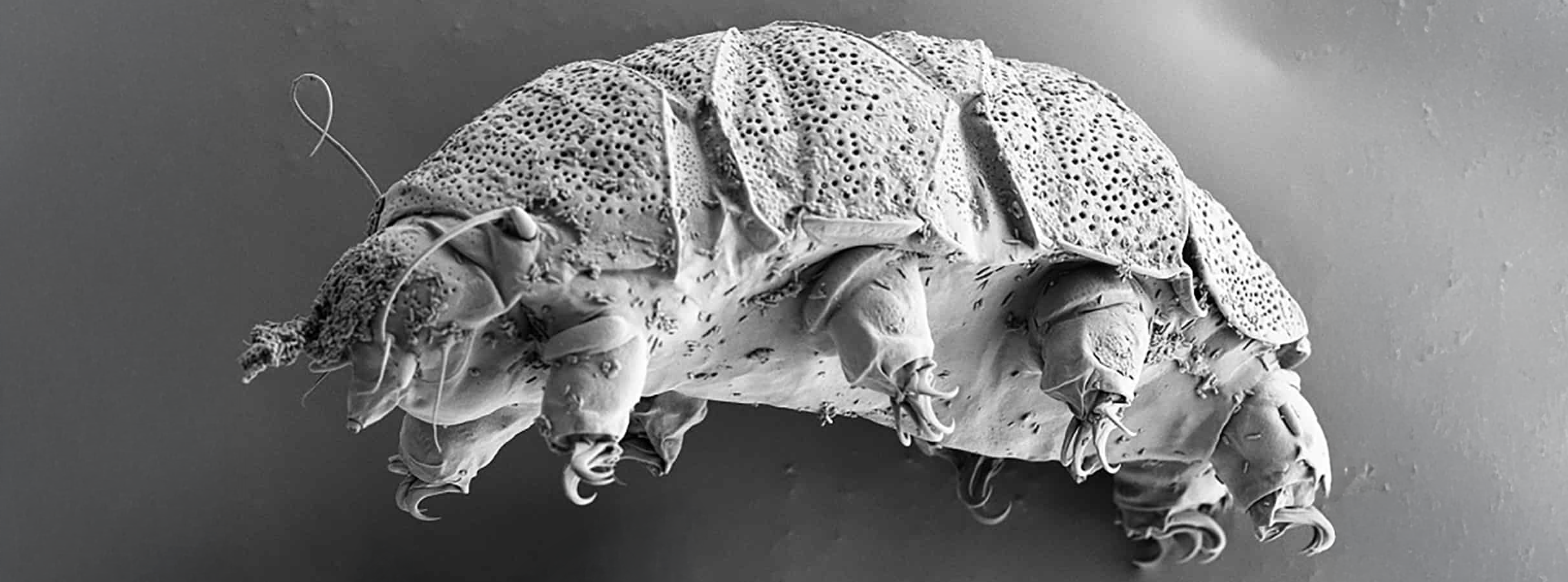 A photo of a tardigrades — also known as “water bears”