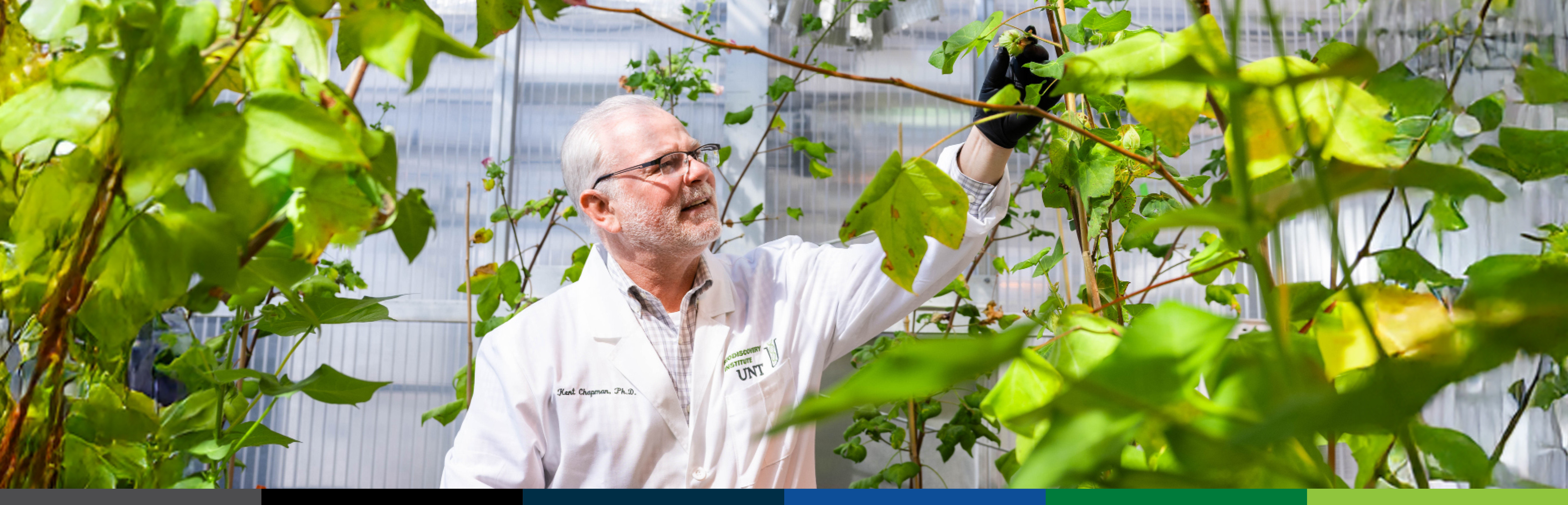 Photo of UNT biochemist Dr. Kent Chapman inside is greenhouse lab surrounded by plants