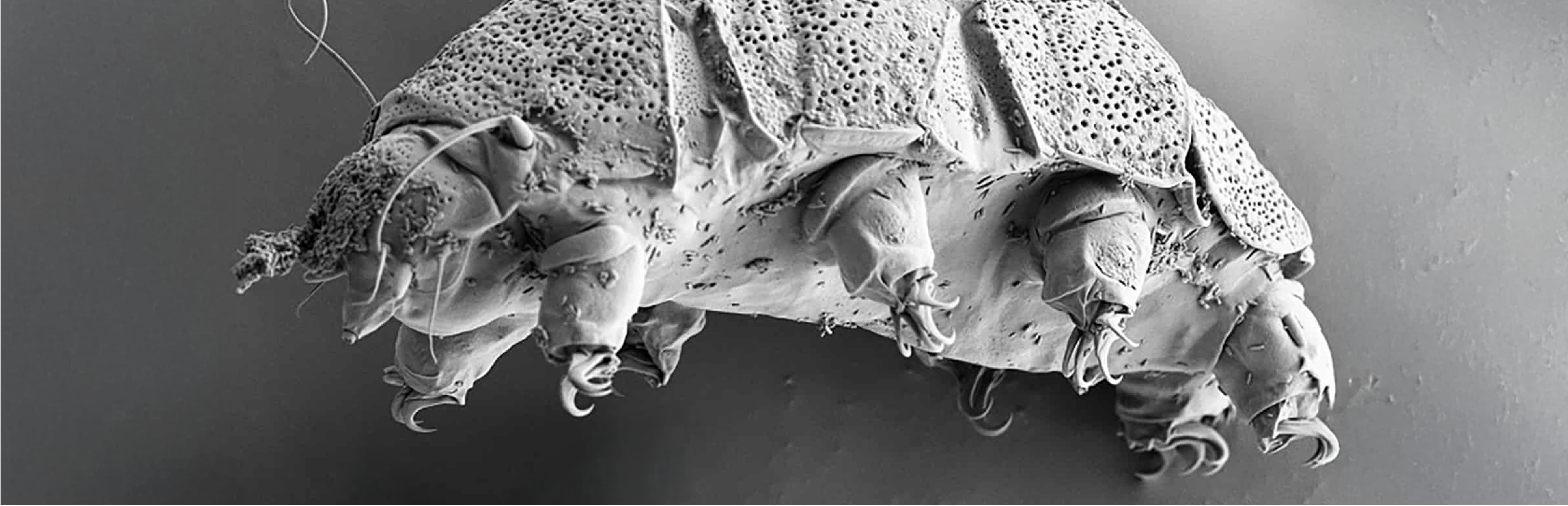 A black and white photo of a microscopic animal known as a tardigrade — also known as “water bears”